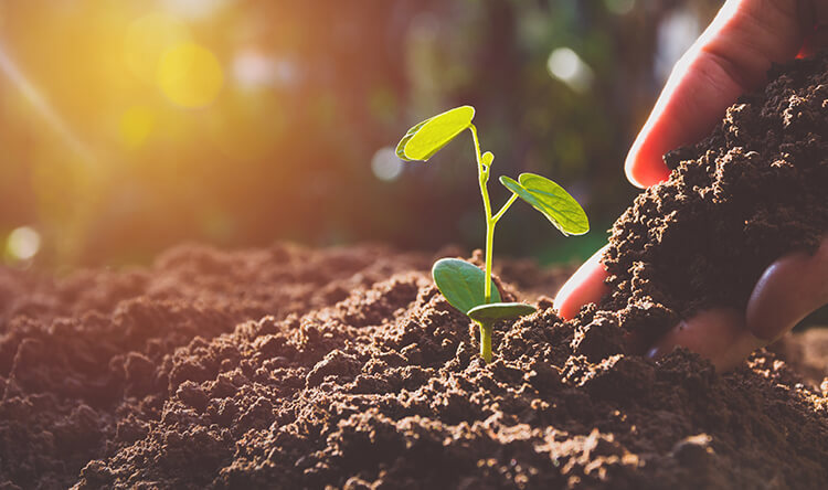 Sustainable growth