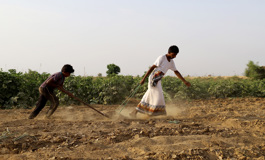 Launching the Social Innovation Lab to address the challenges of agriculture in Yemen