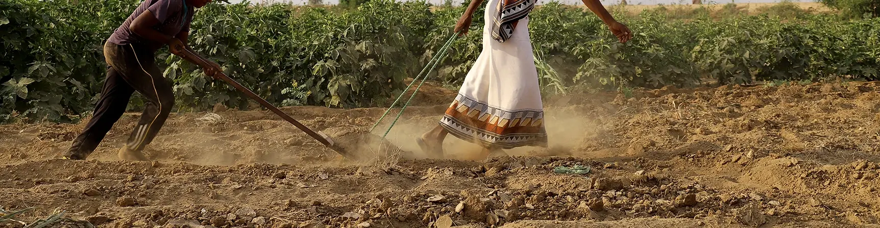 Launching the Social Innovation Lab to address the challenges of agriculture in Yemen